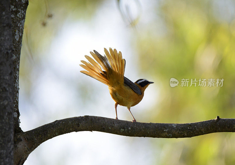 White-browed Robin-Chat